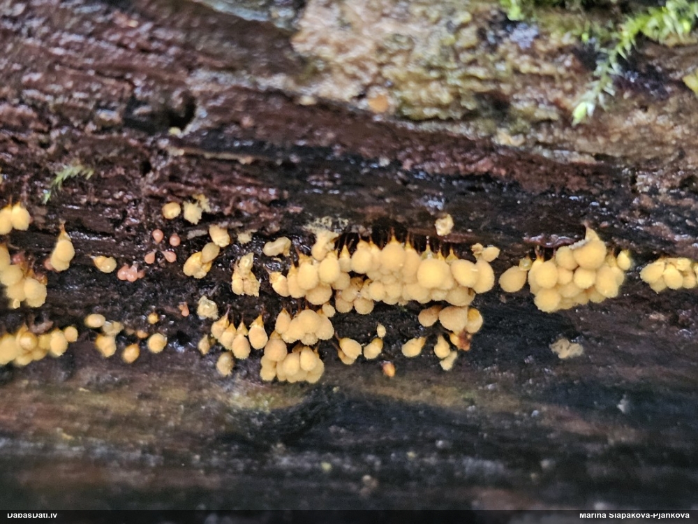 Trihija, hemitrihija (nenoteikta)