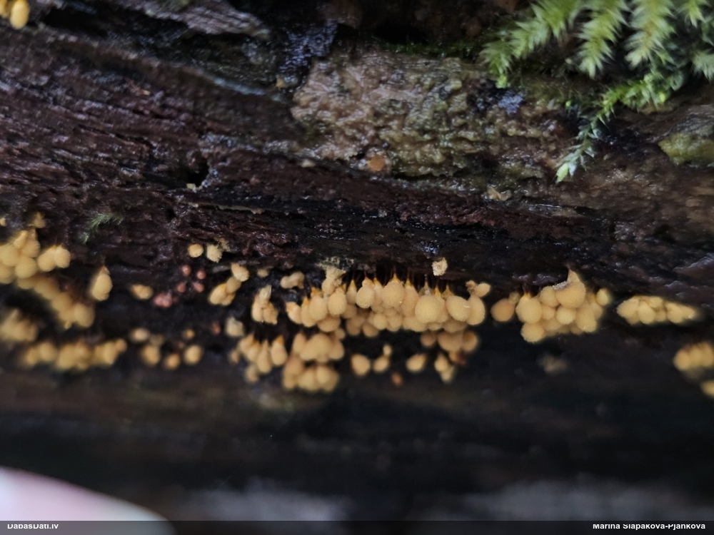 Trihija, hemitrihija (nenoteikta)