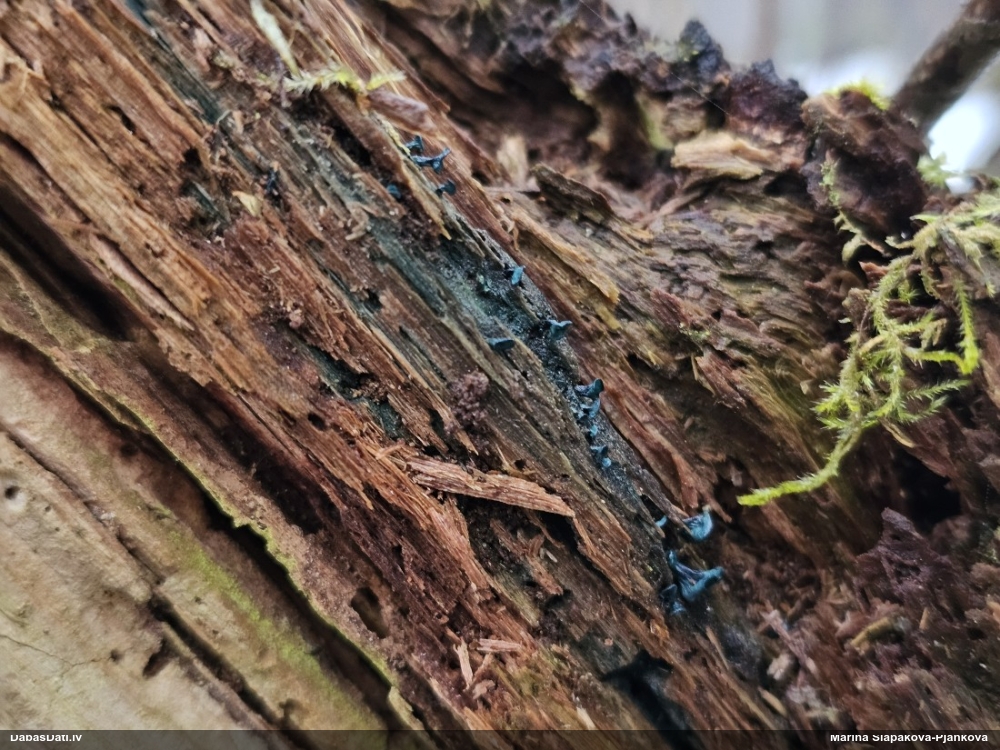 Zilzaļā hlorociborija