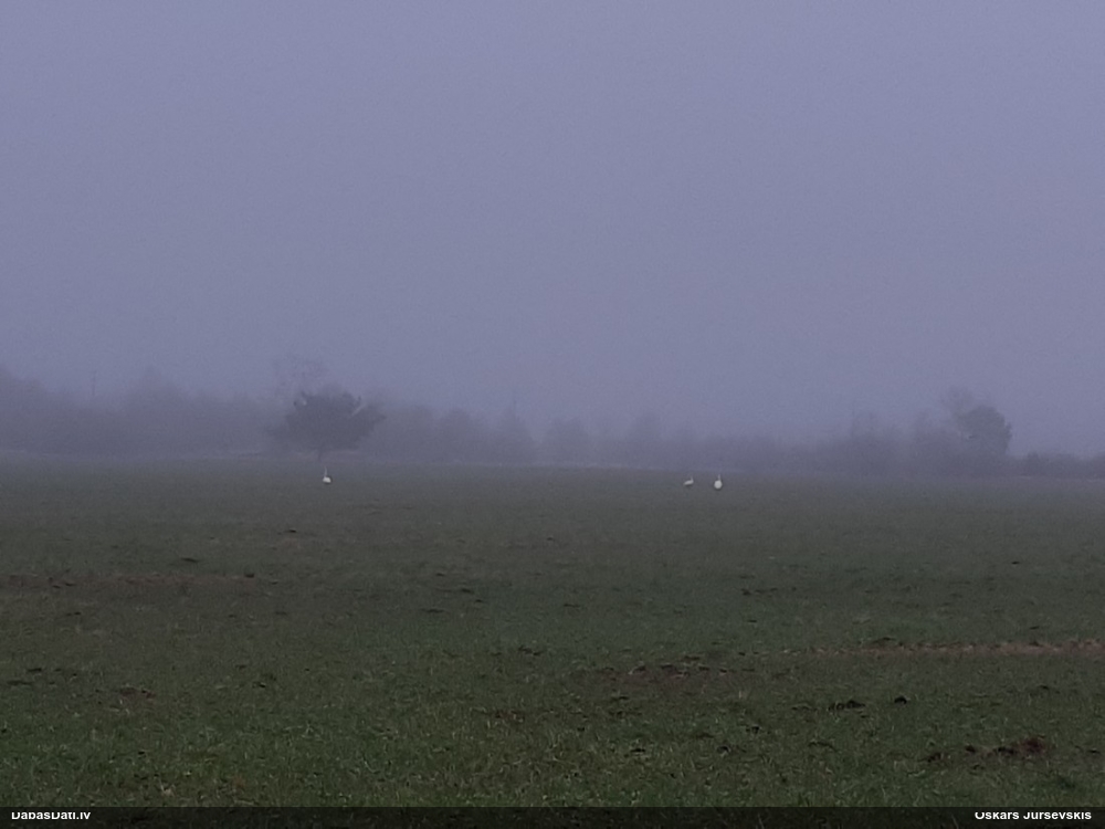 лебедь-кликун