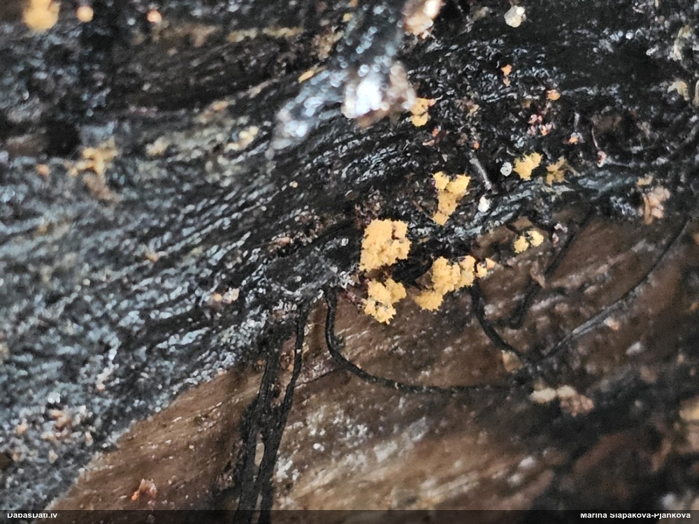 Trihija, hemitrihija (nenoteikta)