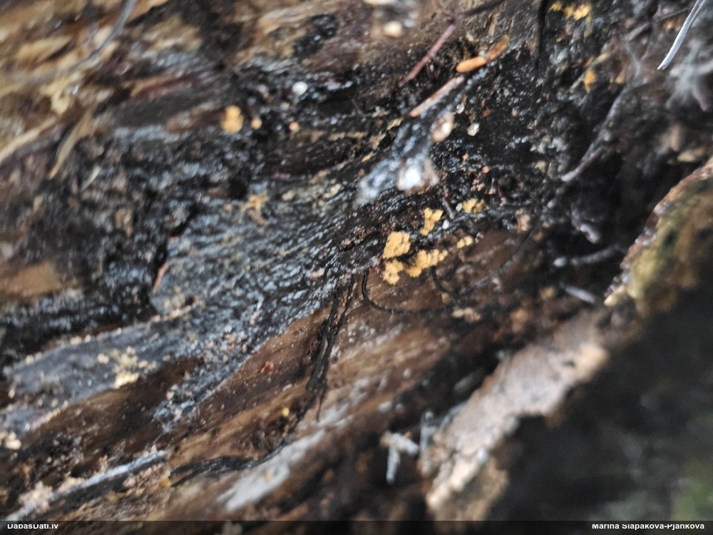 Trihija, hemitrihija (nenoteikta)