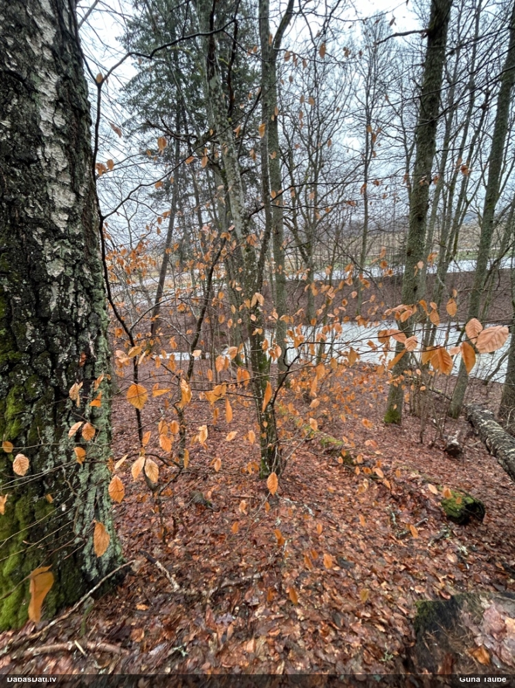 Parastais dižskābardis
