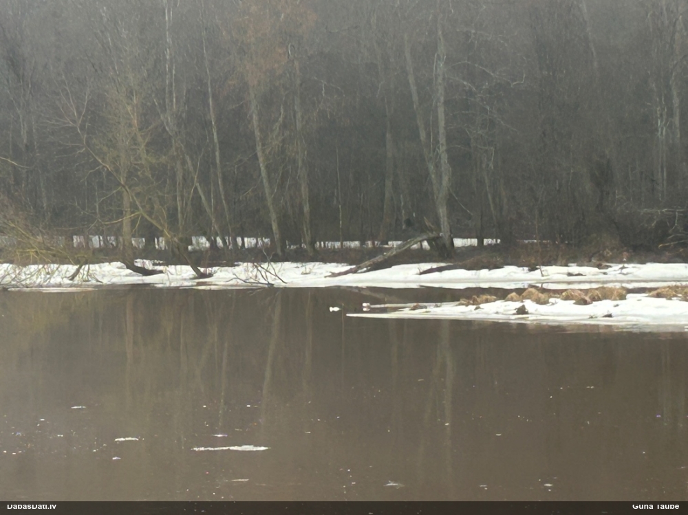 большой крохаль