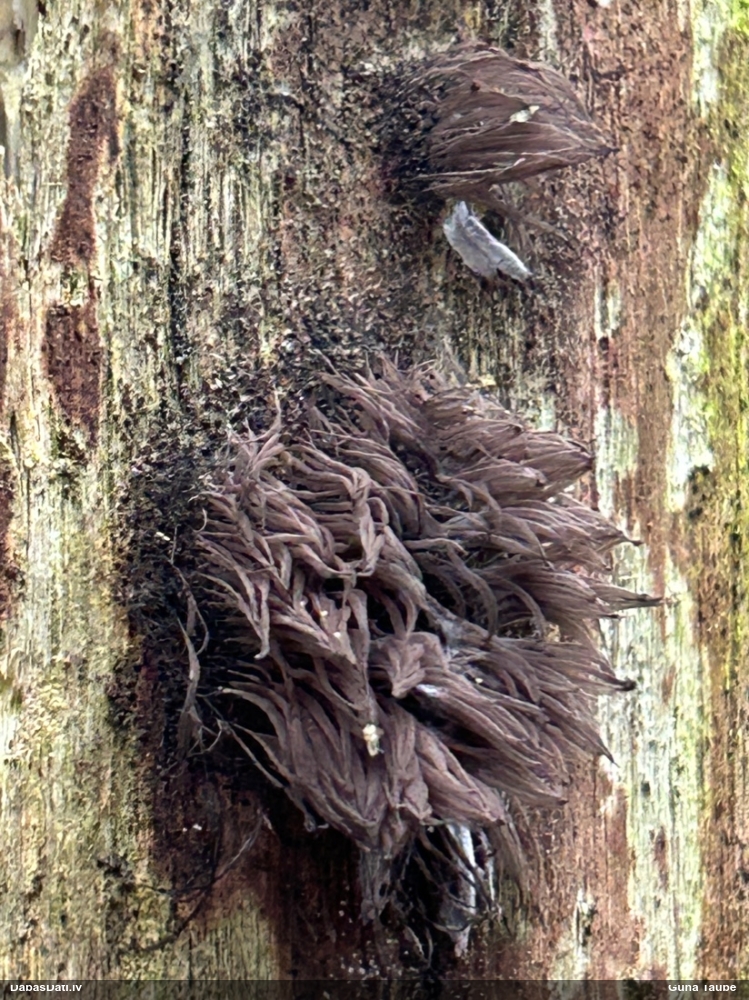 Šokolādes gļotsēne (nenoteikta)