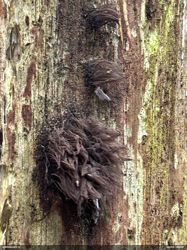 Šokolādes gļotsēne (nenoteikta)