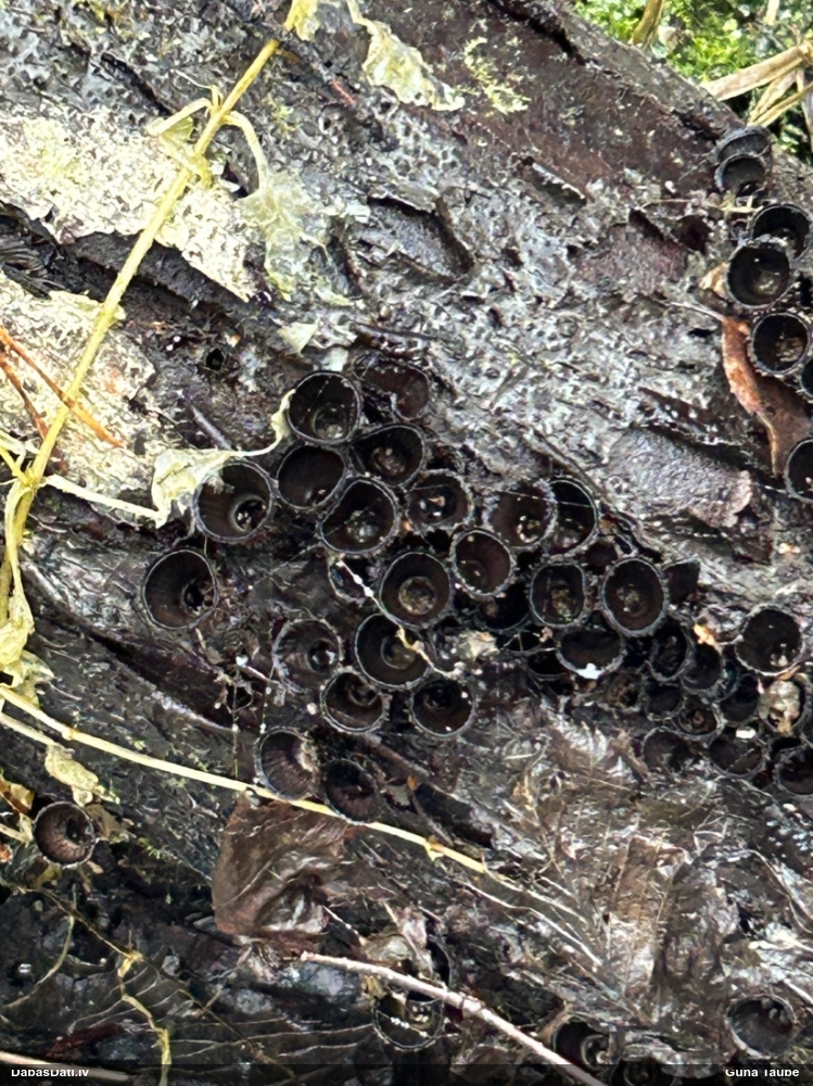 циатус полосатый