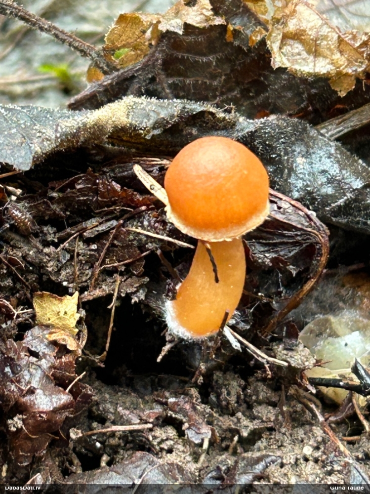 Lapiņsēne (nenosakāma)