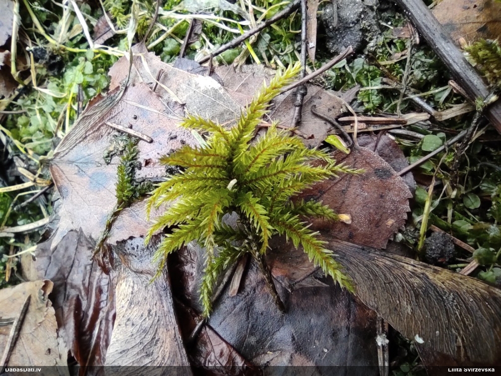 Parastā kociņsūna