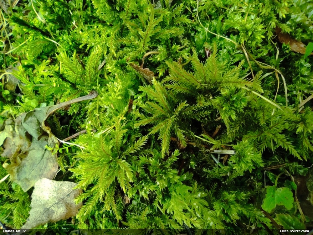 Parastā kociņsūna