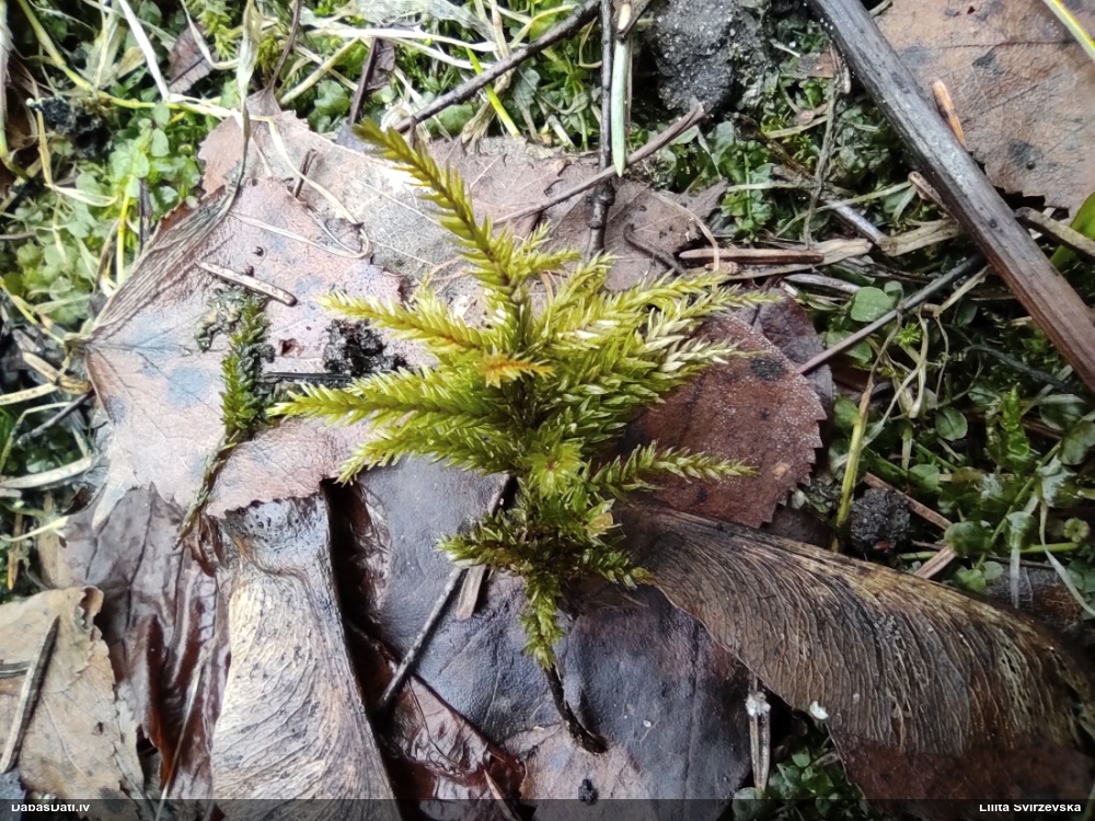 Parastā kociņsūna