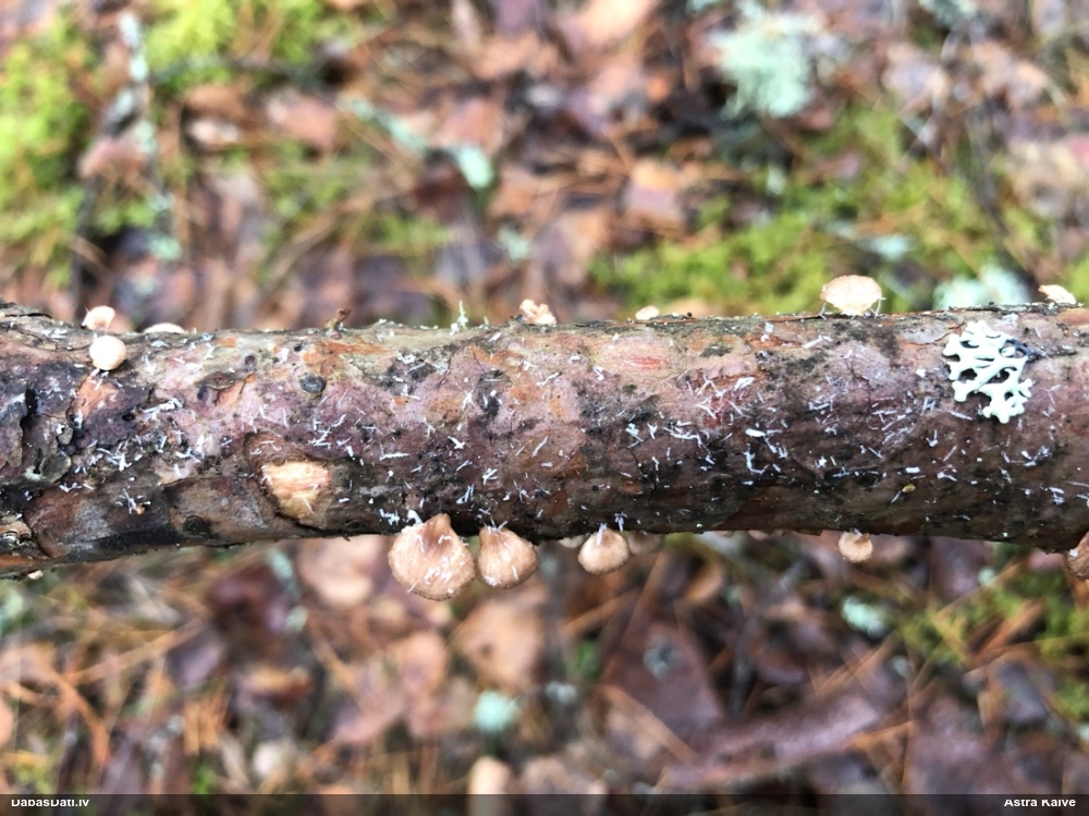 Maigā pundurkamolene