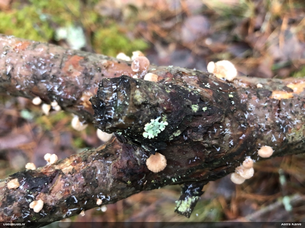 Maigā pundurkamolene