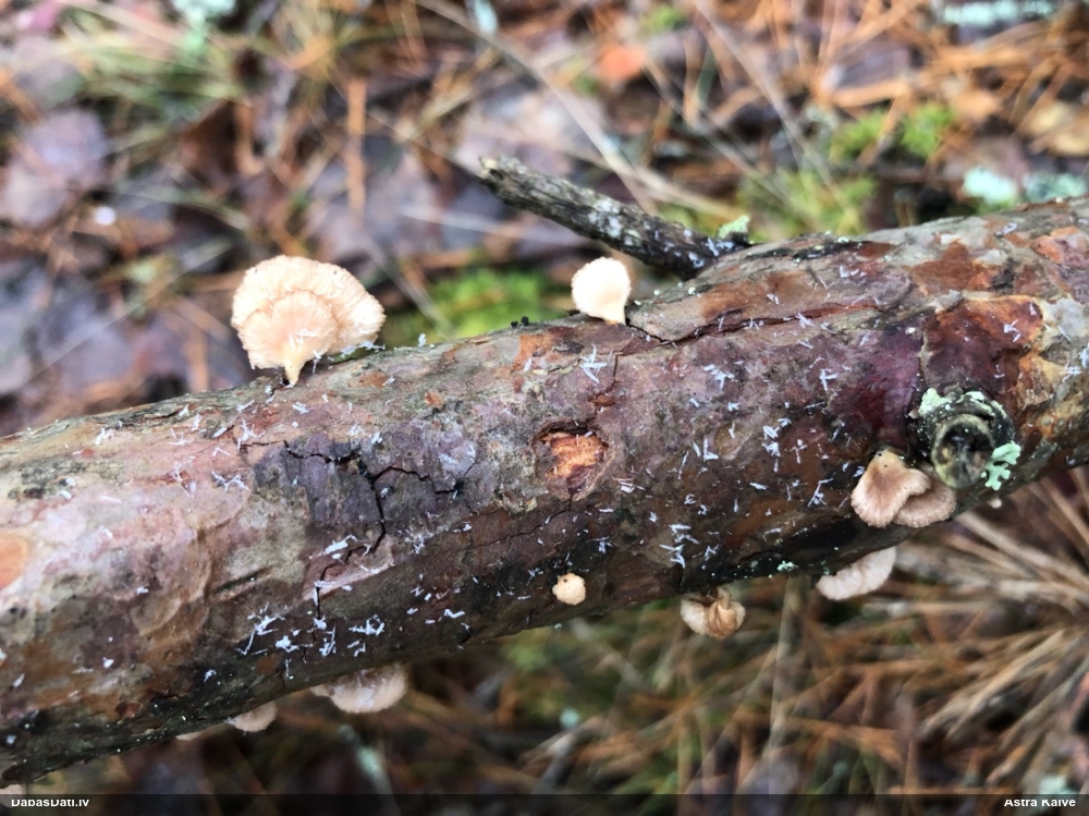 Maigā pundurkamolene