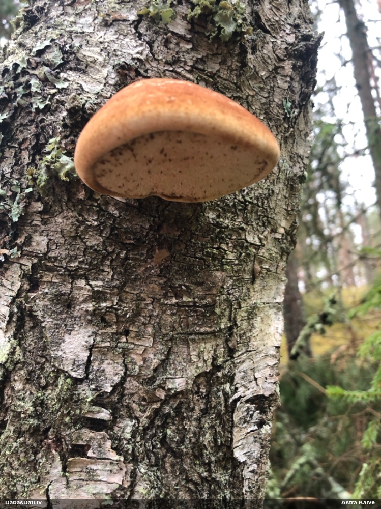 березовый Трутовик