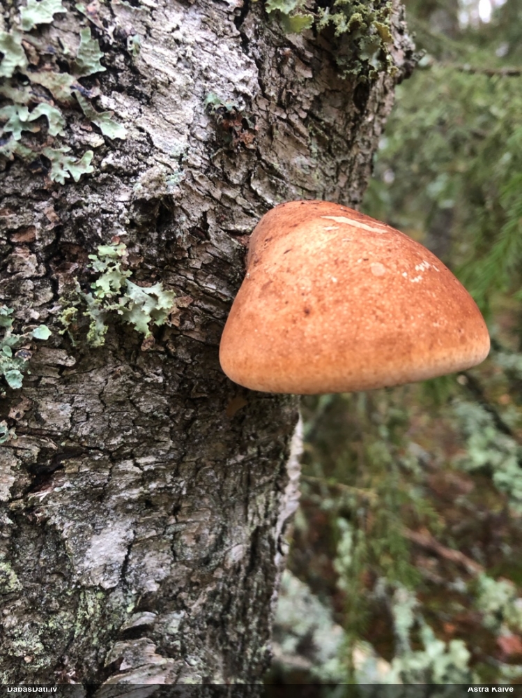 березовый Трутовик