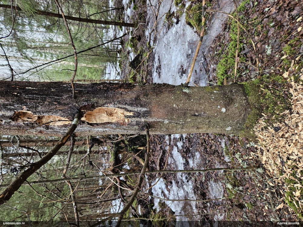 черный дятел