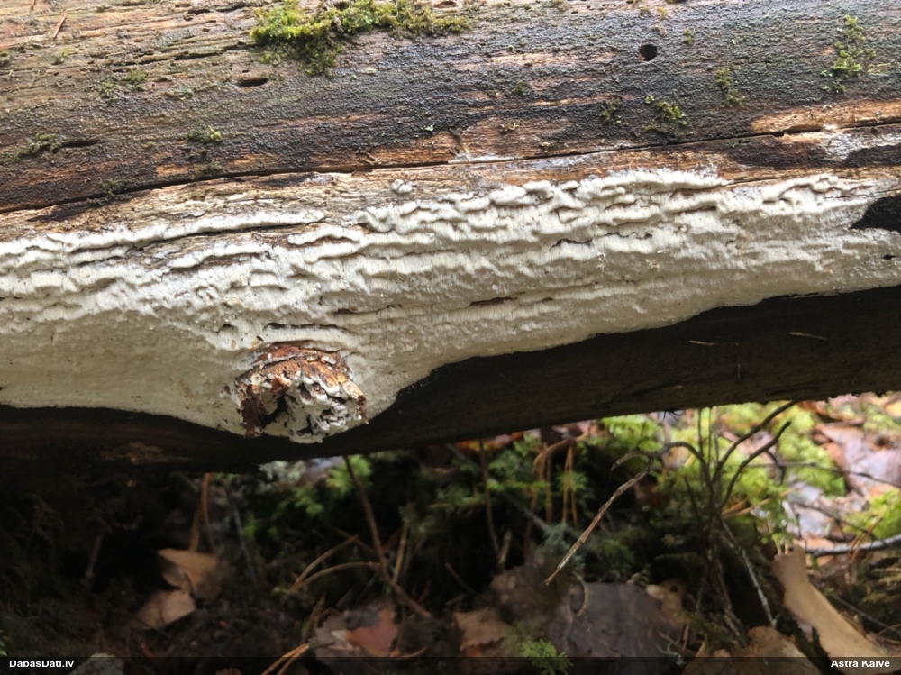 Viļņainā antrodija