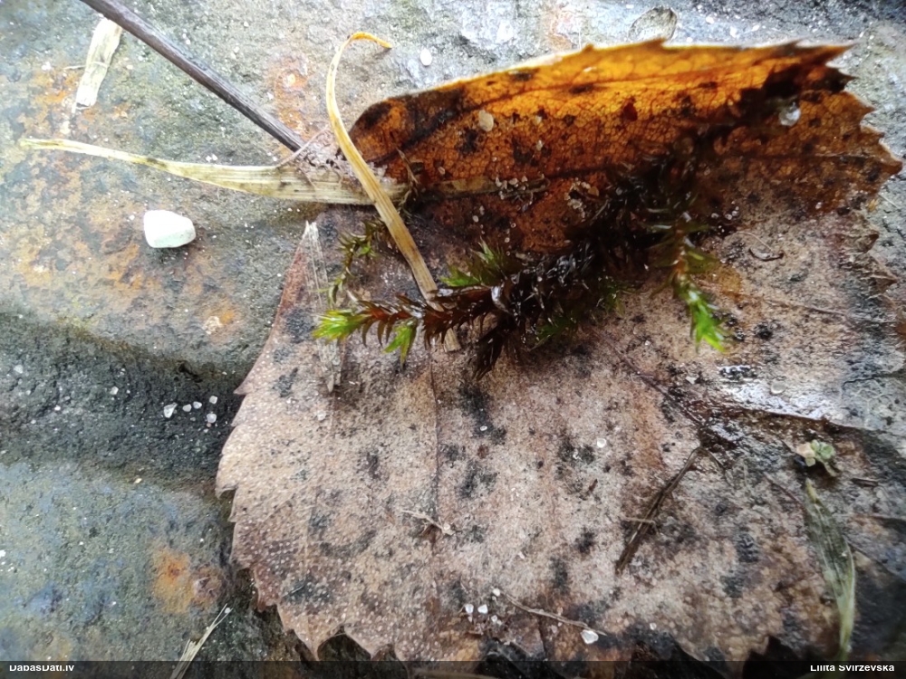 Parastā šķeltcepurene