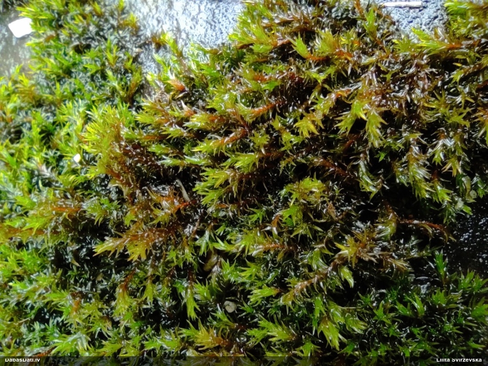 Parastā šķeltcepurene