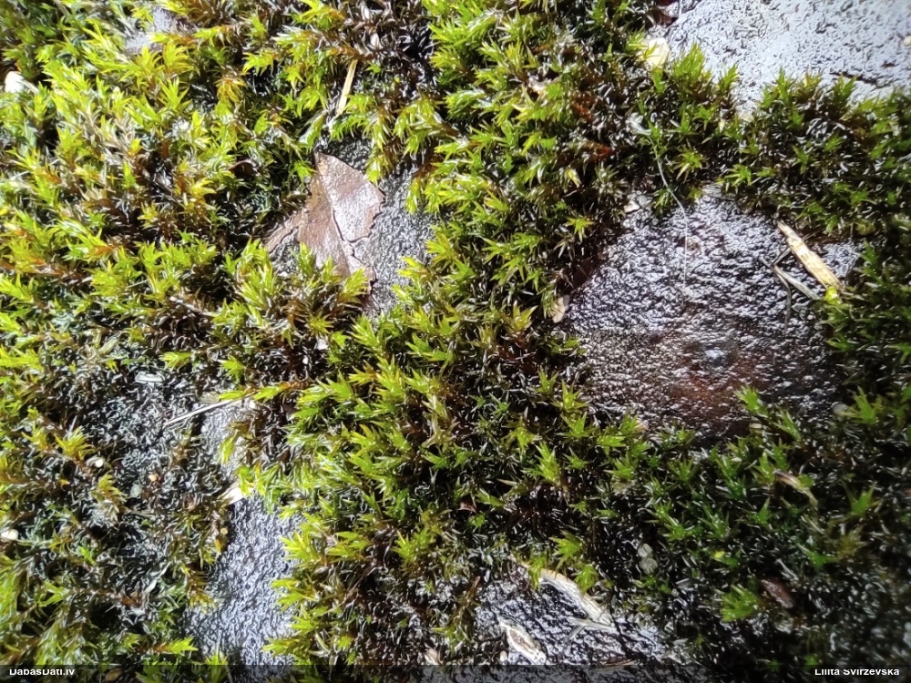 Parastā šķeltcepurene