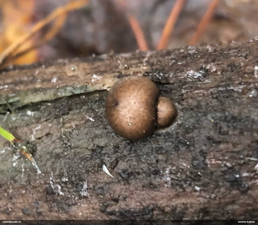 Koksnes vilkpienaine