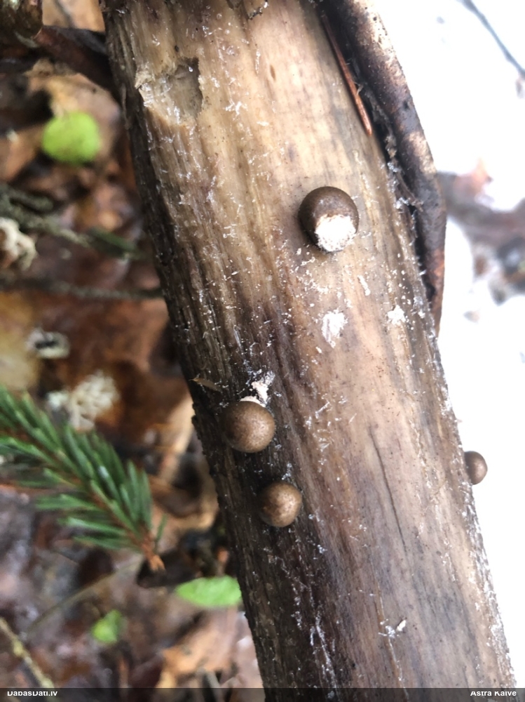 Koksnes vilkpienaine