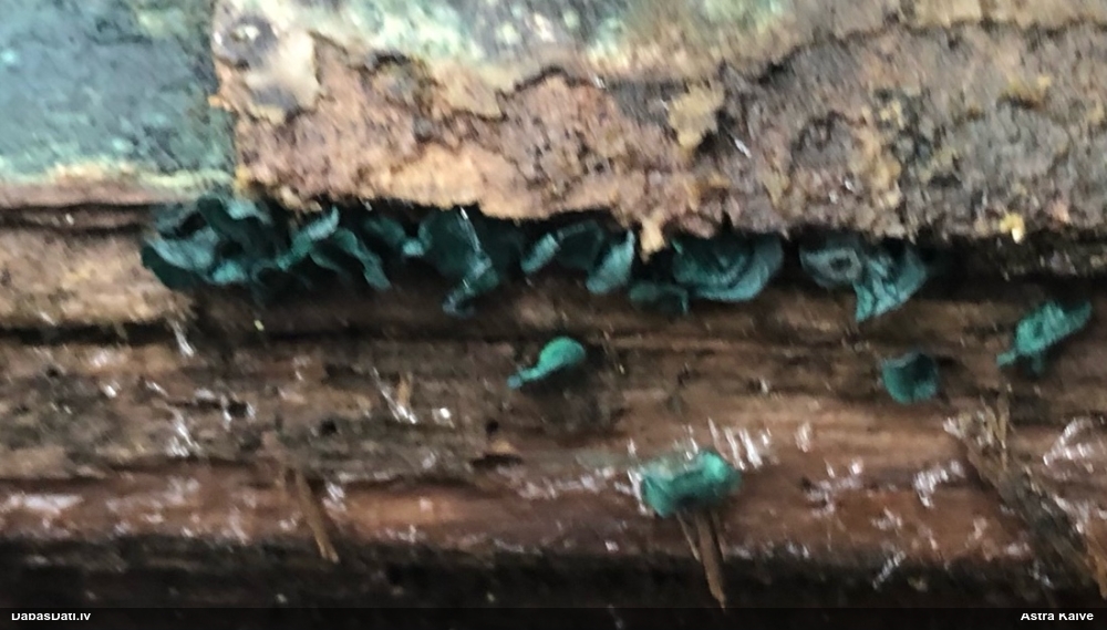 Zilzaļā hlorociborija