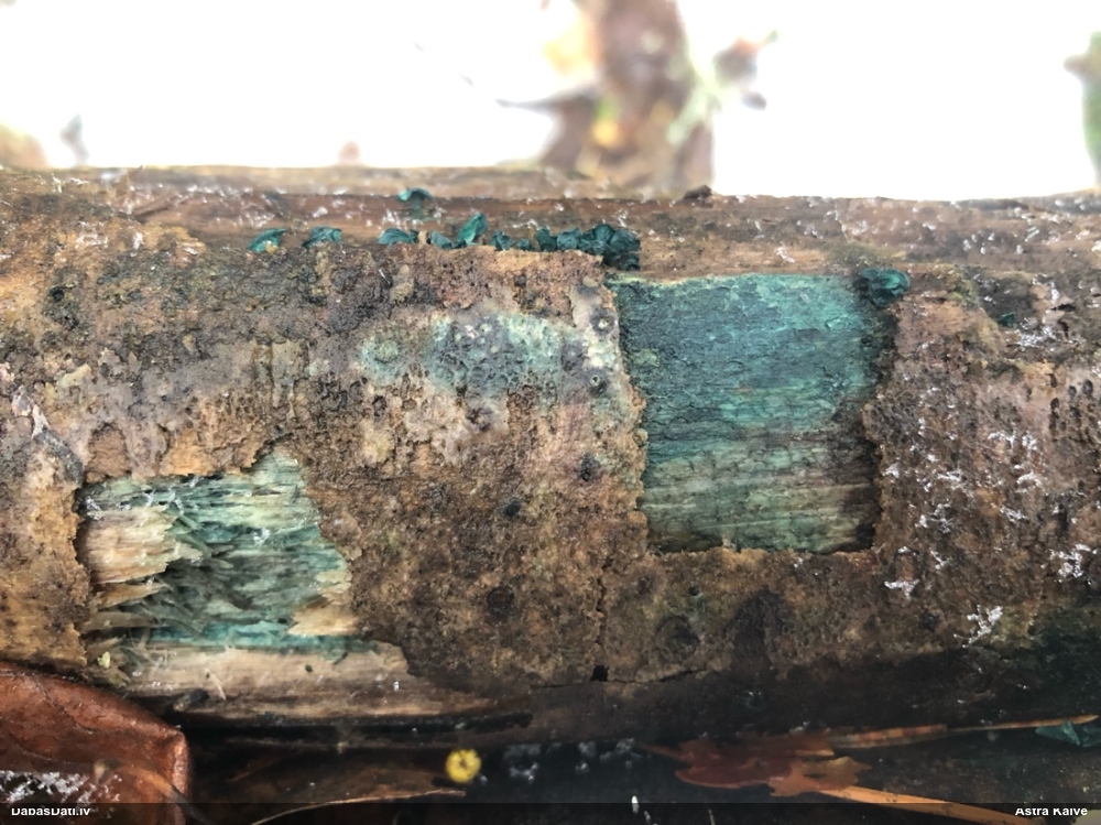 Zilzaļā hlorociborija