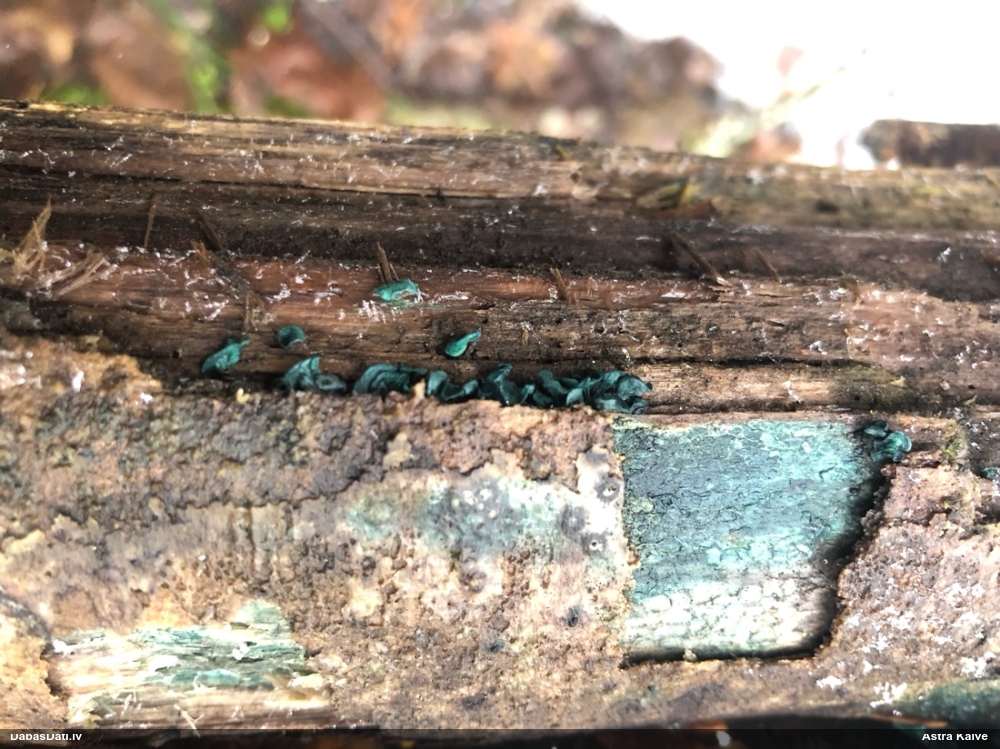 Zilzaļā hlorociborija