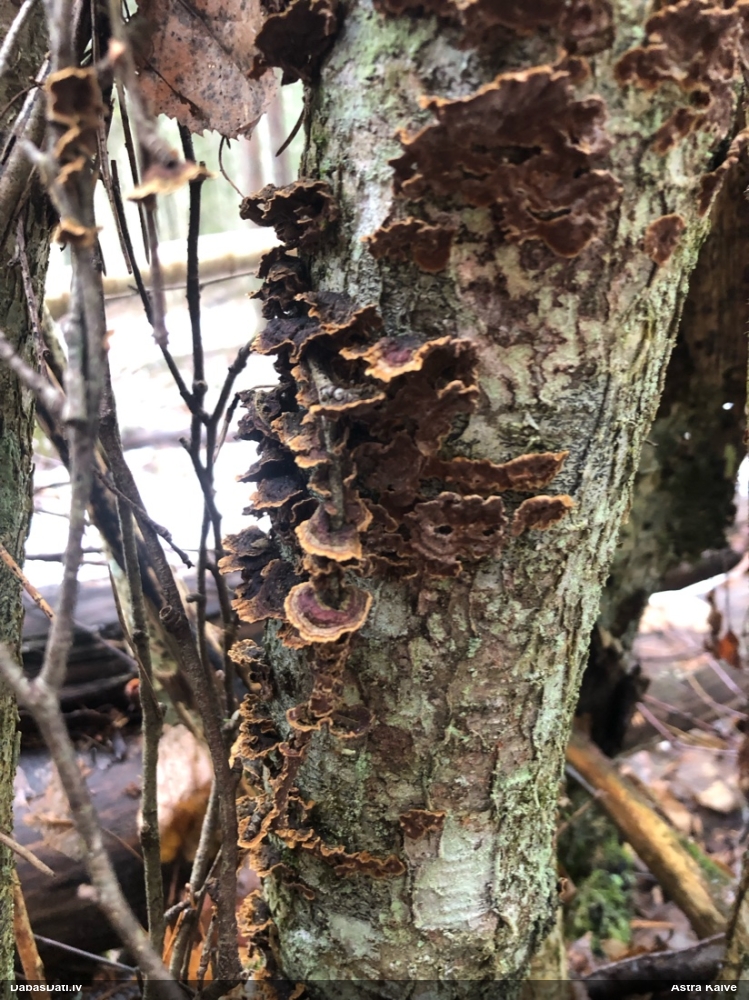 Lazdu brūnsvārcene