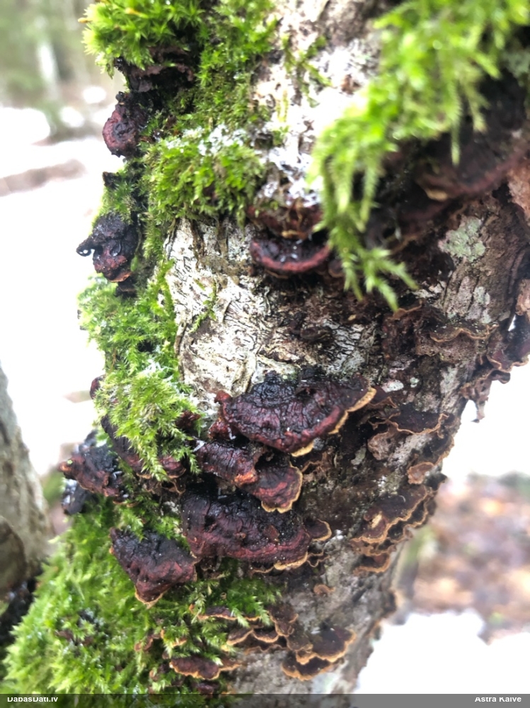 Lazdu brūnsvārcene