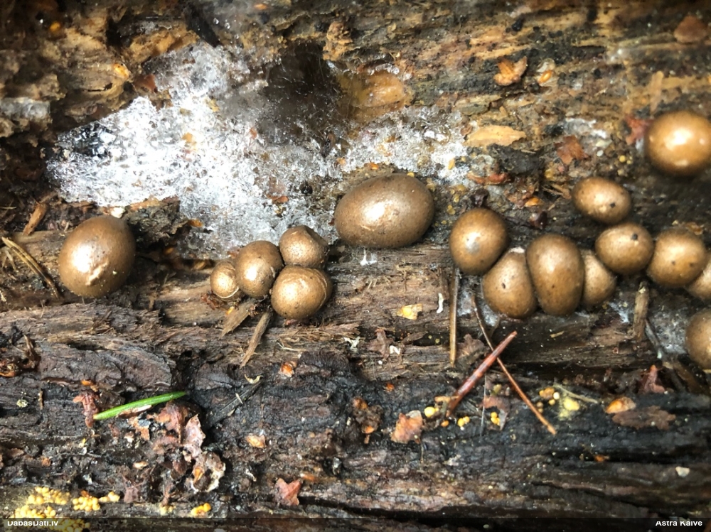 Koksnes vilkpienaine