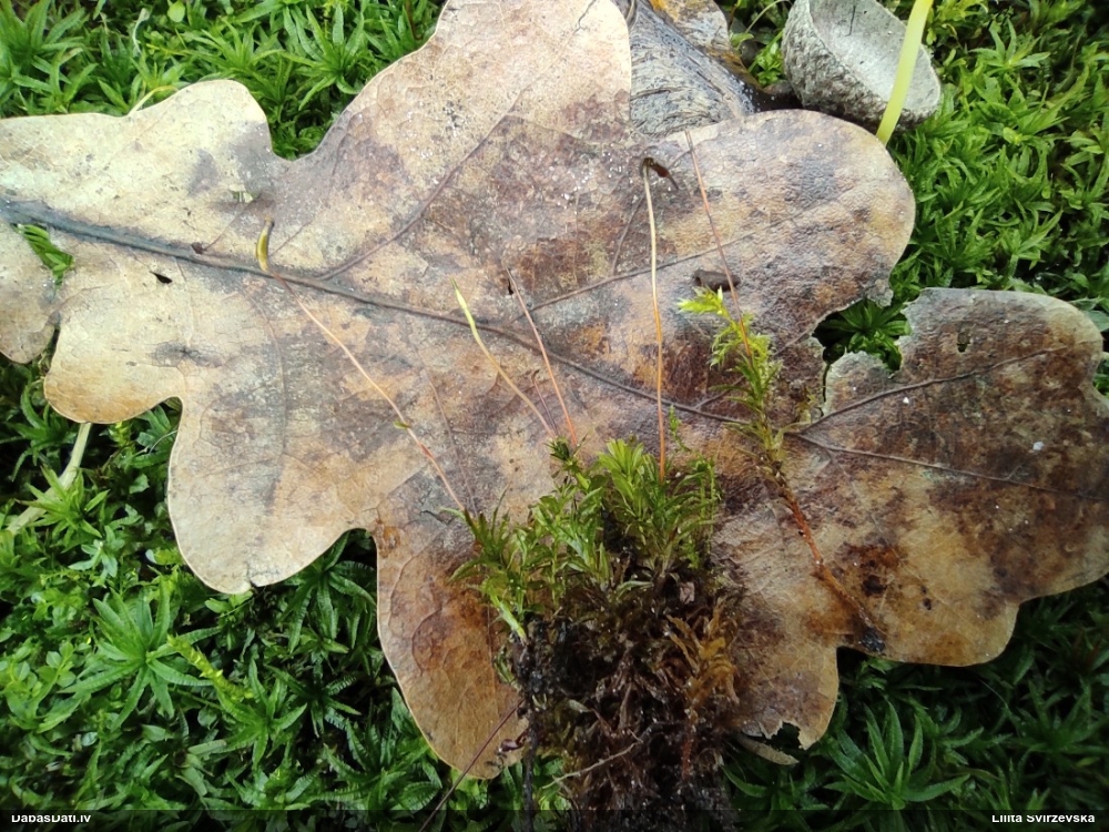 Viļņainā lācīte