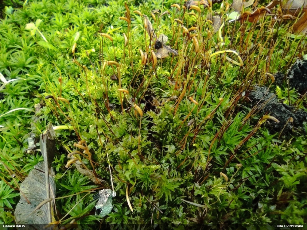 Viļņainā lācīte