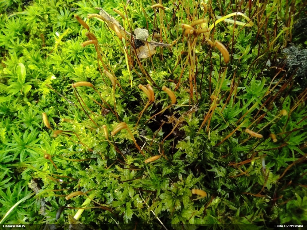 Viļņainā lācīte