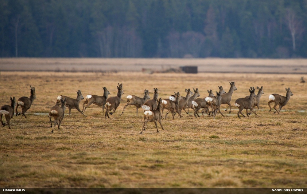 европейская косуля