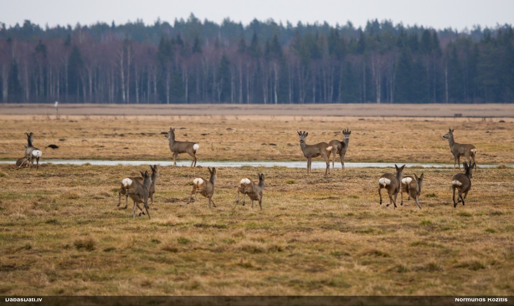 европейская косуля
