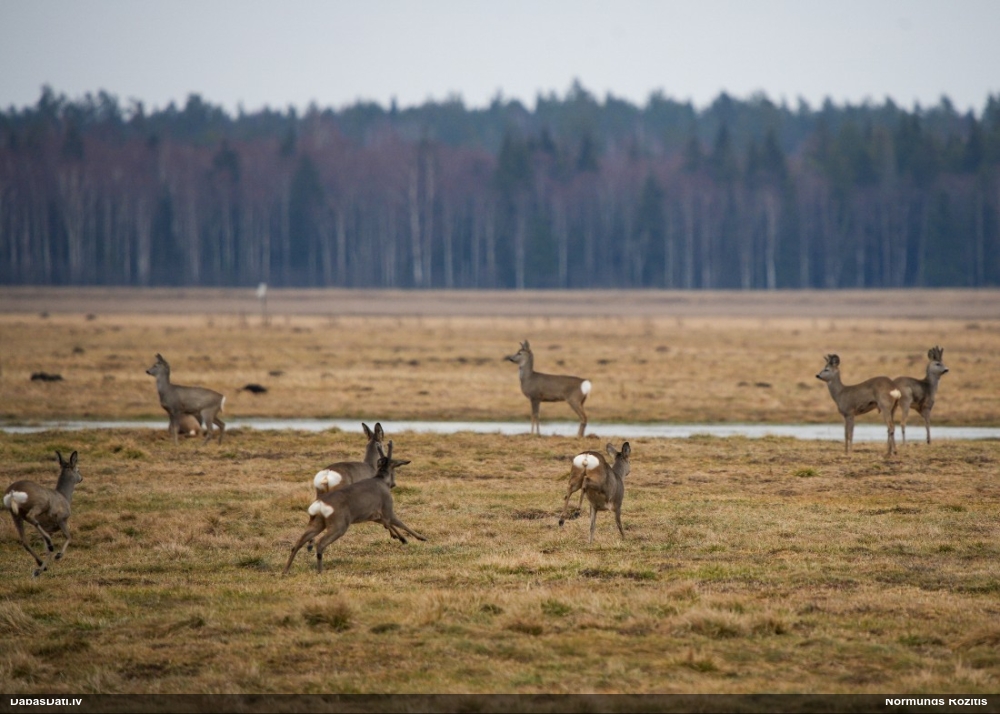 европейская косуля