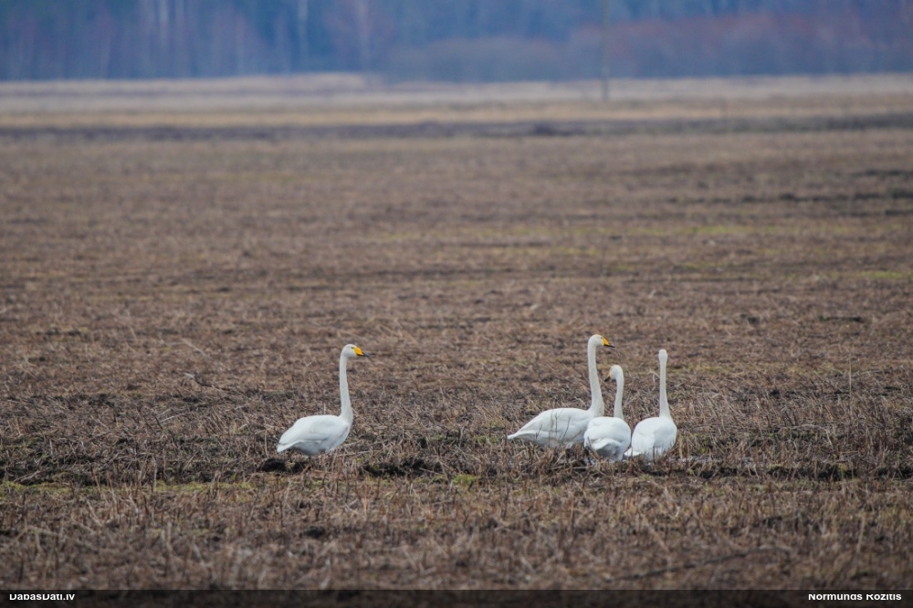 лебедь-кликун