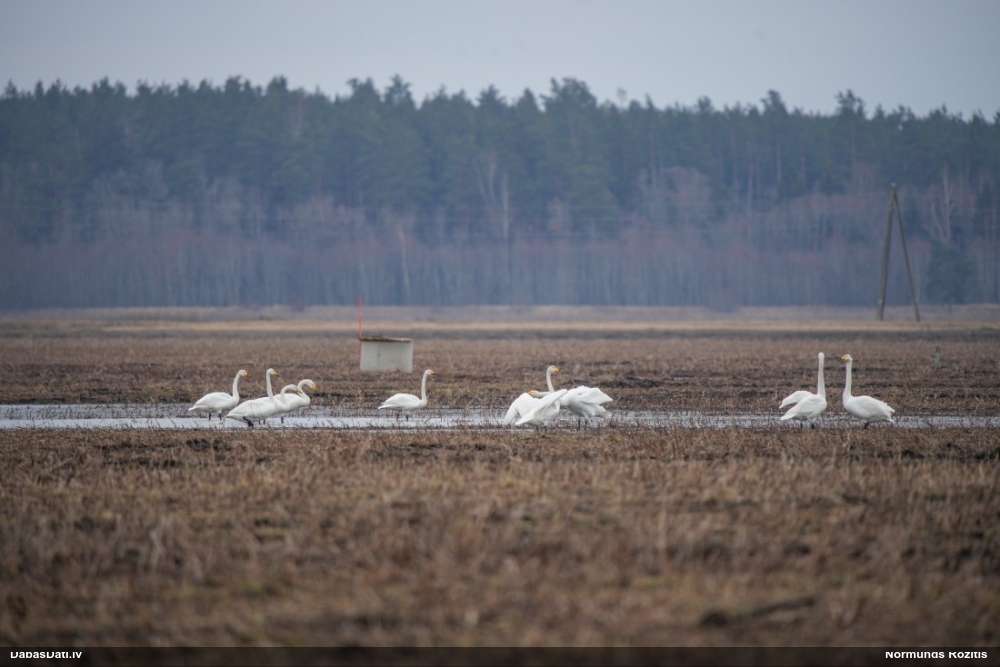лебедь-кликун