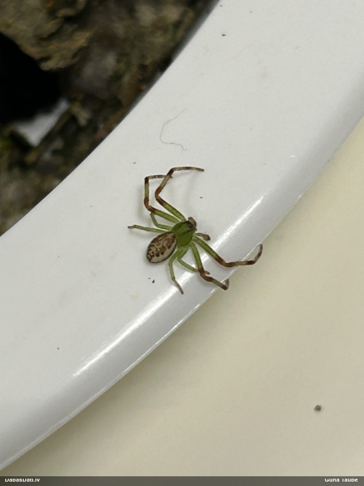 Krabjzirneklis Diaea dorsata