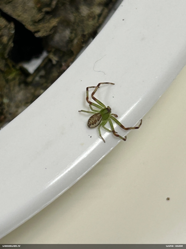 Krabjzirneklis Diaea dorsata