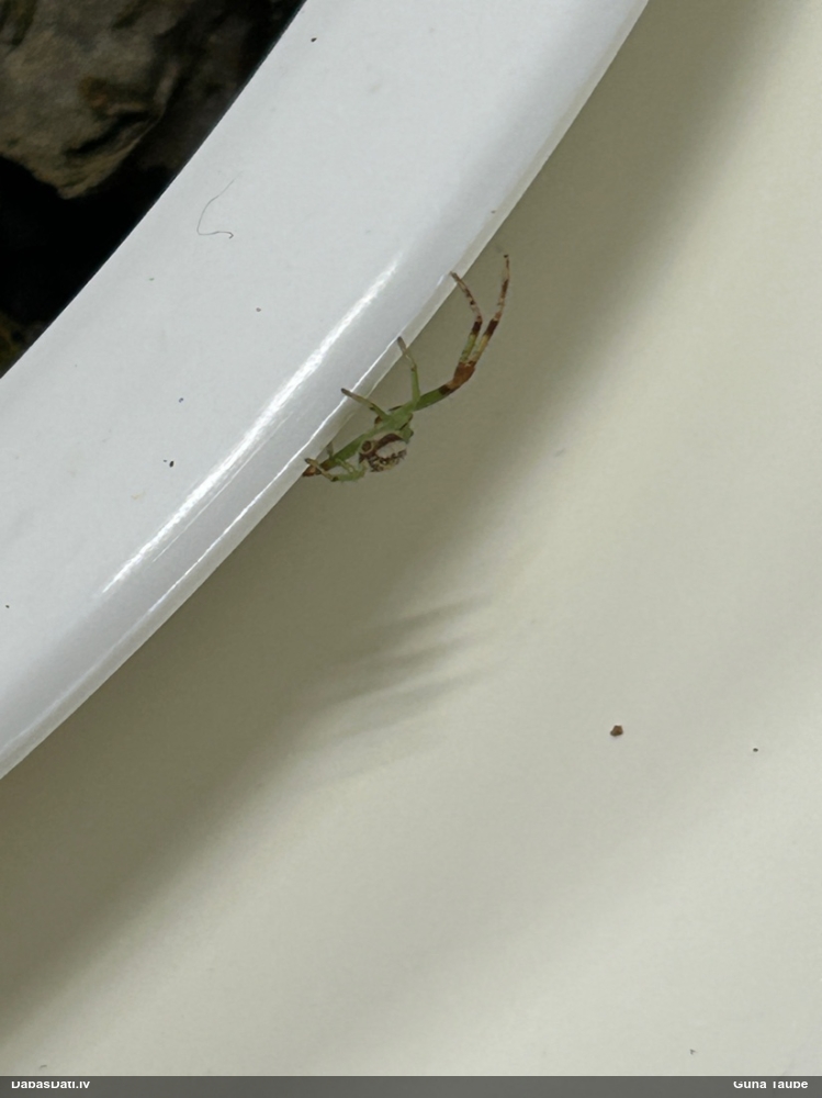 Krabjzirneklis Diaea dorsata