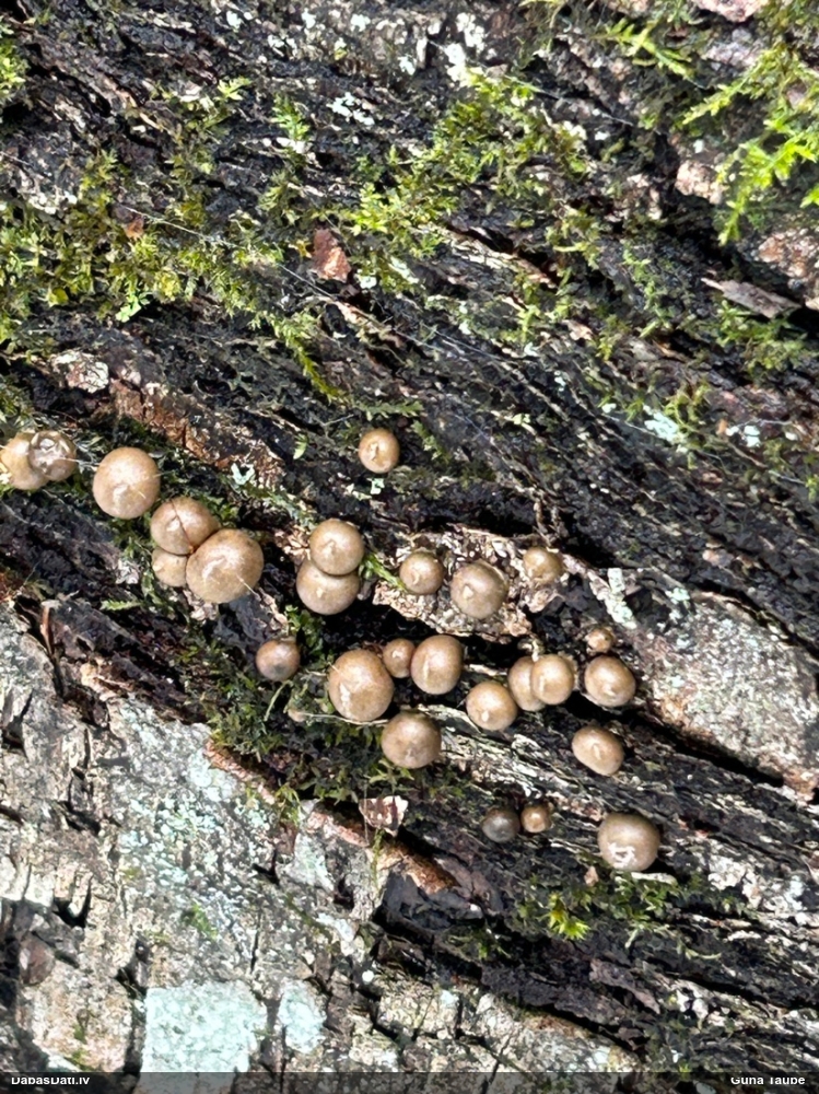 Koksnes vilkpienaine