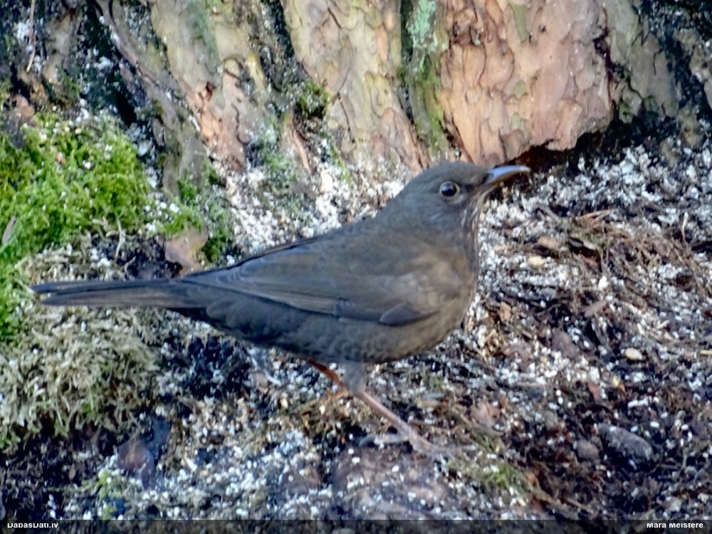 черный дрозд