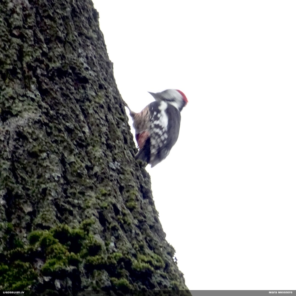 средний дятел