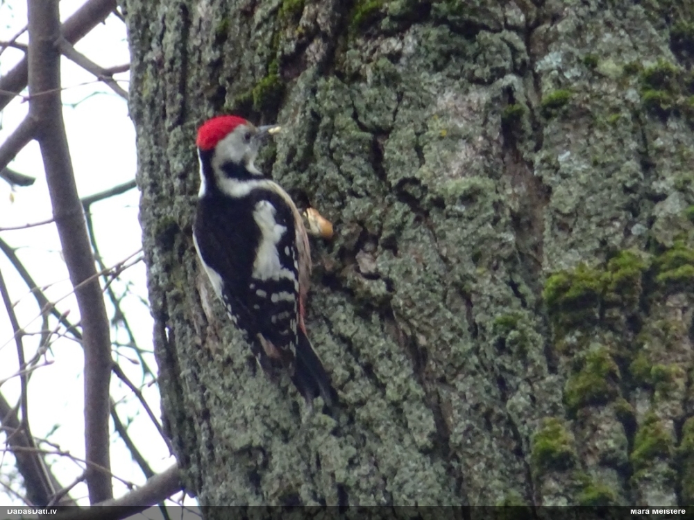 средний дятел