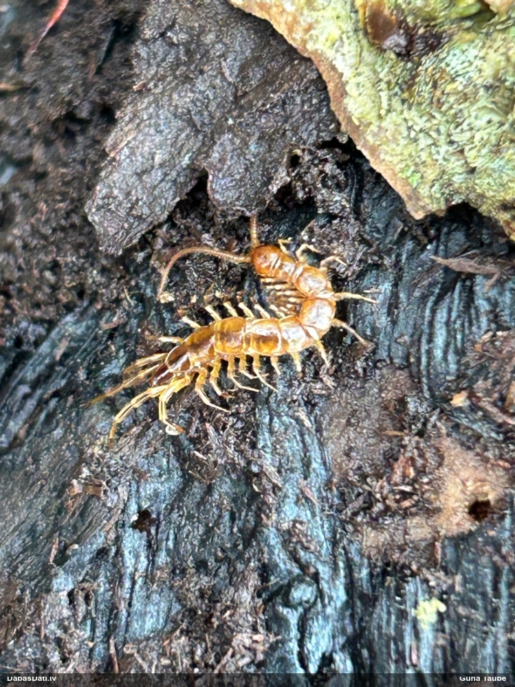 Simtkājis Lithobius erythrocephalus