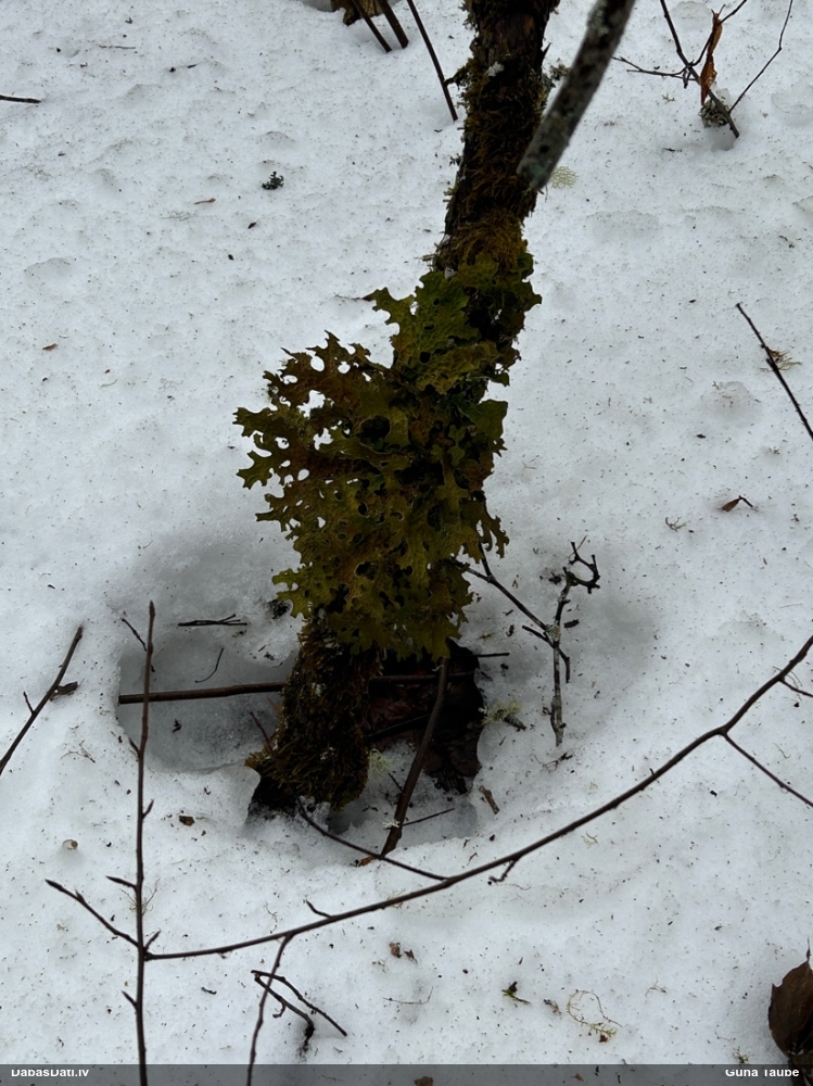 Parastais plaušķērpis